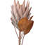 Mulberry Brown Dried Flower Bunch-119034007-119034006