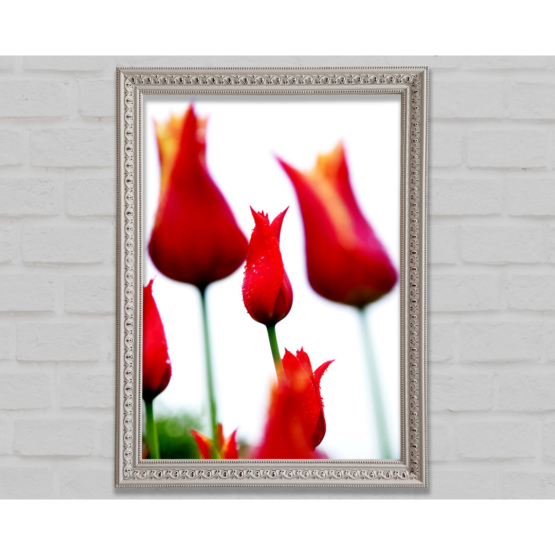 Rotes Feuer Tulpenfeld - Druck