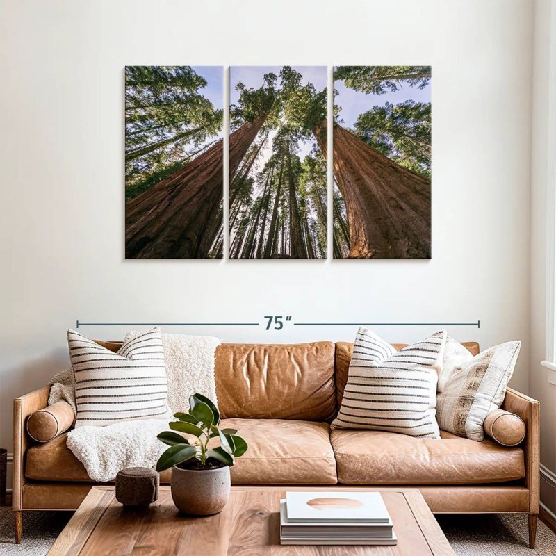 Sequoias From Below, 36" H x 57" W