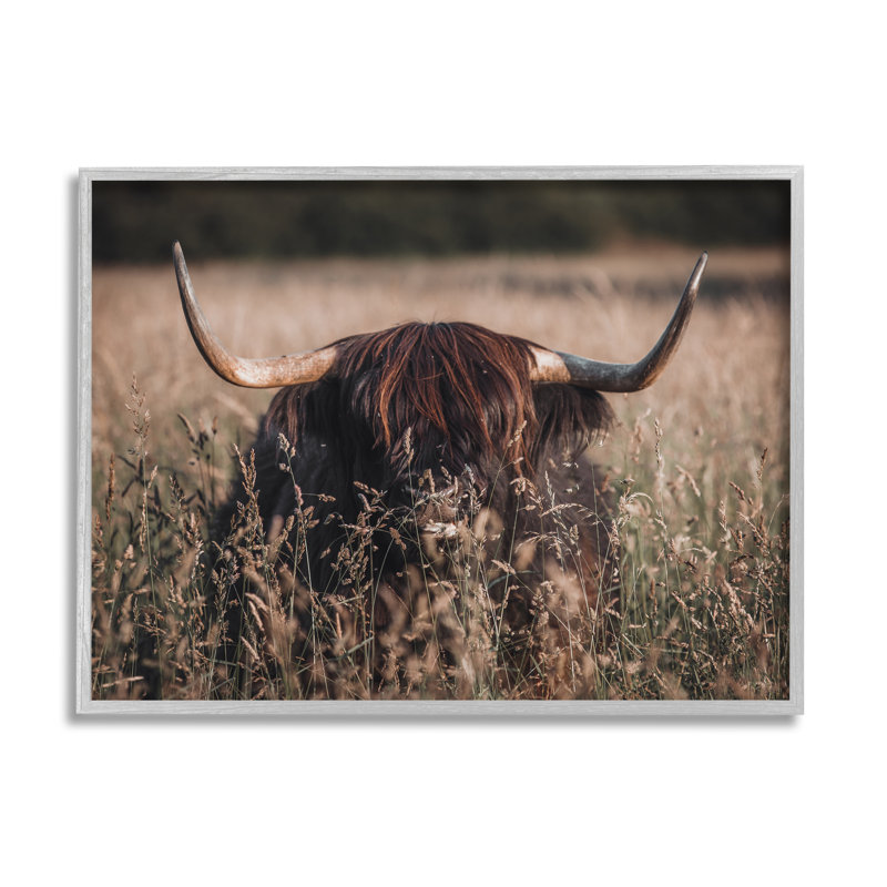 Highland, bovin dans les hautes herbes, encadré sur bois par Lil 'Rue, photographie, H 11 po x l 14 po x P 1,5 po