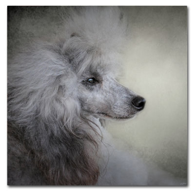 «Longing Silver Standard Poodle» de Vidur, impression sur toile tendue