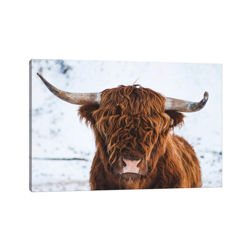 Highland Cattle II by Steffen Fossbakk - Wrapped Canvas Print, 101.6 cm H x 66.04 cm W x 3.175 cm D