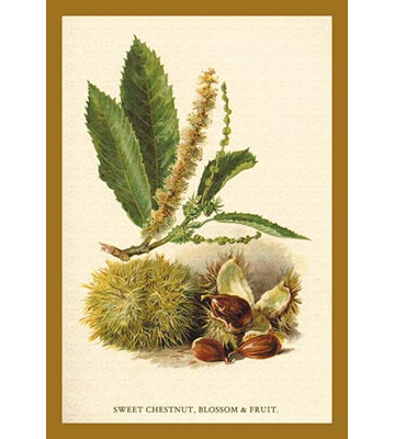 " Sweet Chestnut, Blossom and Fruit " Graphic Art Print