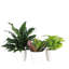 Plant in Pot-898924730