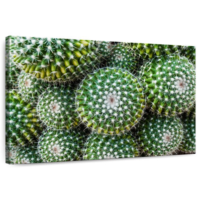 Harnek Golden Barrel Cacti