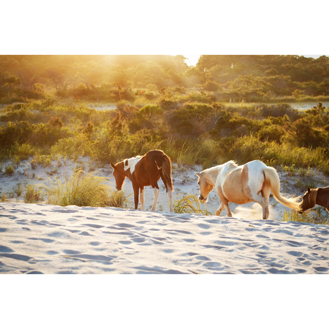 Leinwandbild Wild Horses von Sdominick