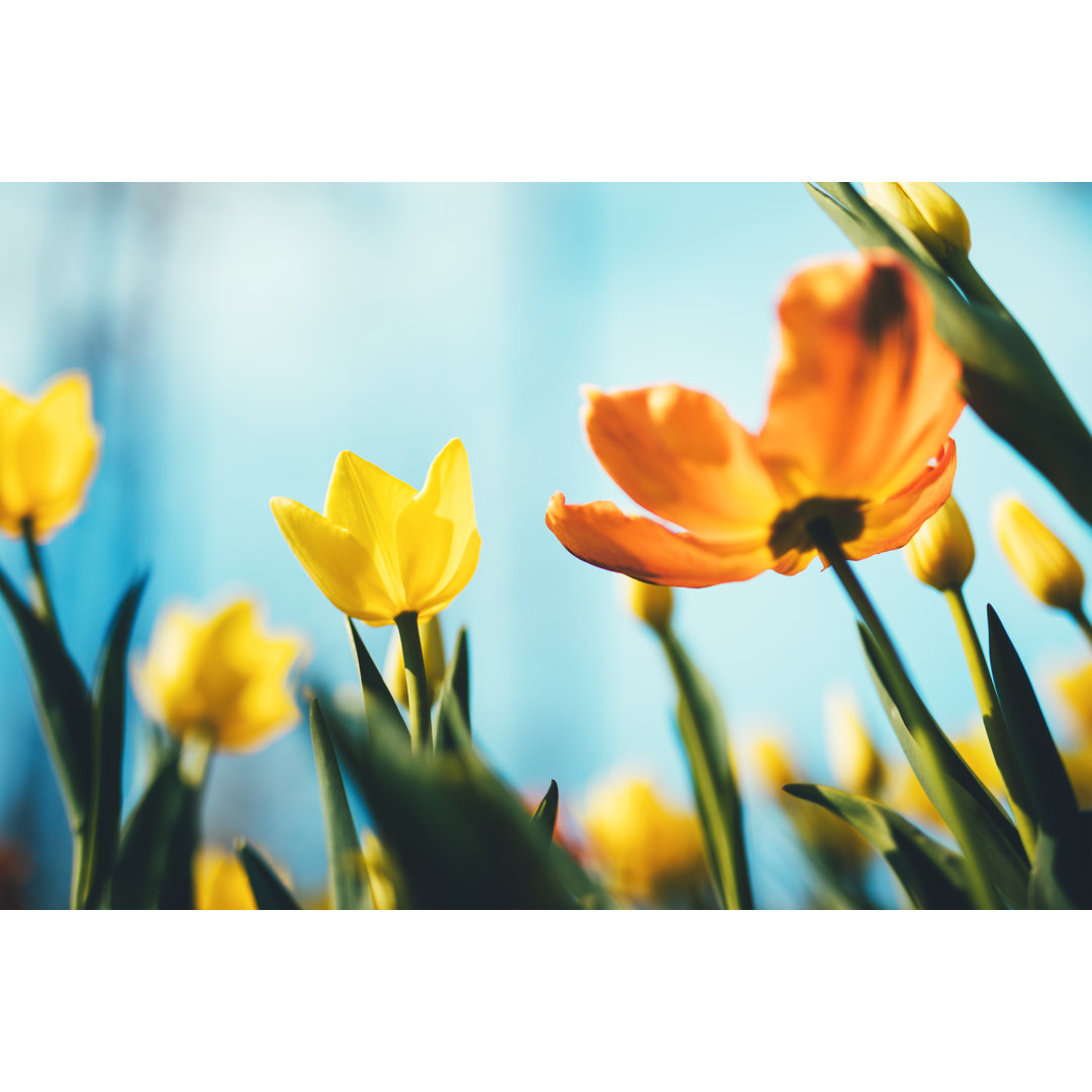 Tulpenblüten von Borchee - Leinwandbild