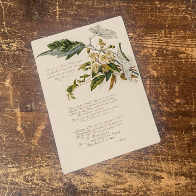 Evergreen Rose Botanical - No Frame Print on Metal