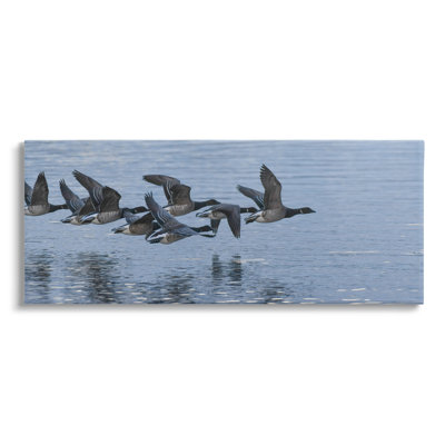 " Flying Geese Wings Flapping Calm Ocean Water " by Amy Brinkman