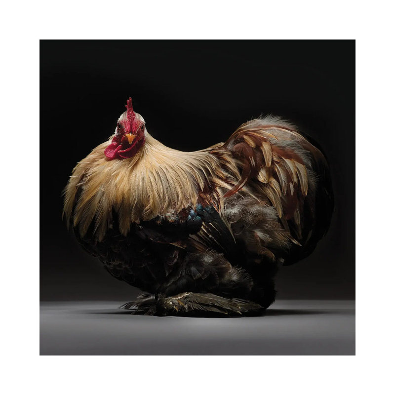 Pekin Bantam - Wrapped Canvas Print, 93.98 cm H x 93.98 cm W x 3.175 cm D