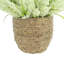 Heather dans un pot de paille-1477215128