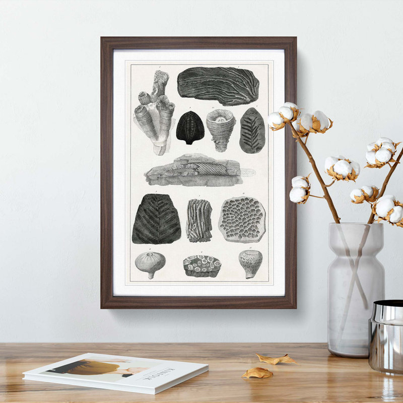 Collection of Fossils by Oliver Goldsmith - Picture Frame Drawing Print, 36cm H x 27cm W x 2cm D, Walnut Framed