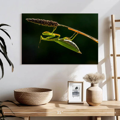 Hanging Praying Mantis
