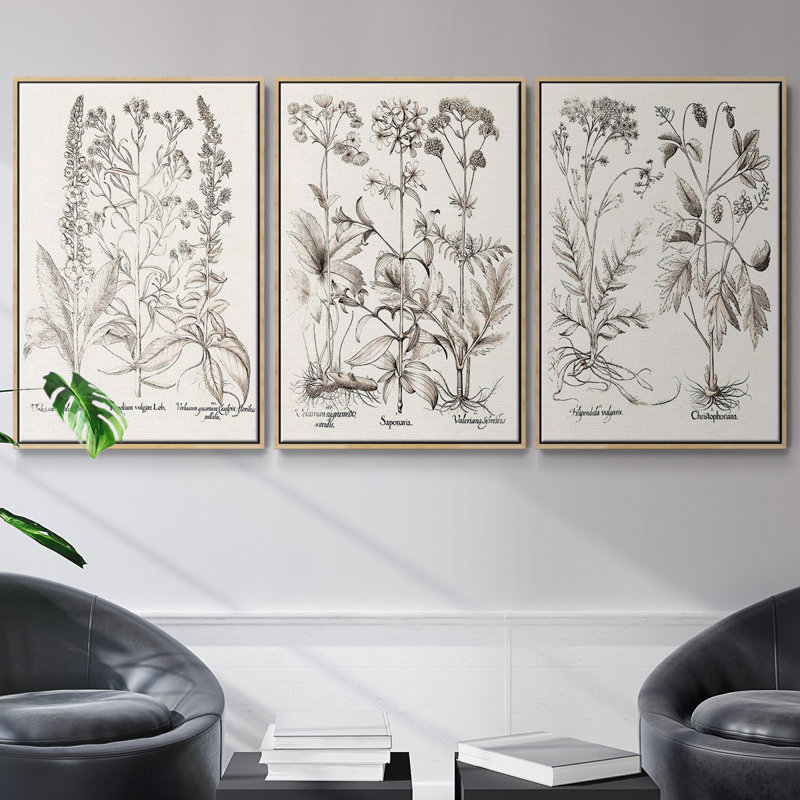 Ensemble de 3 pièces encadrées sur toile sépia Besler Botanicals, Naturel, H 40 po x l 78 po