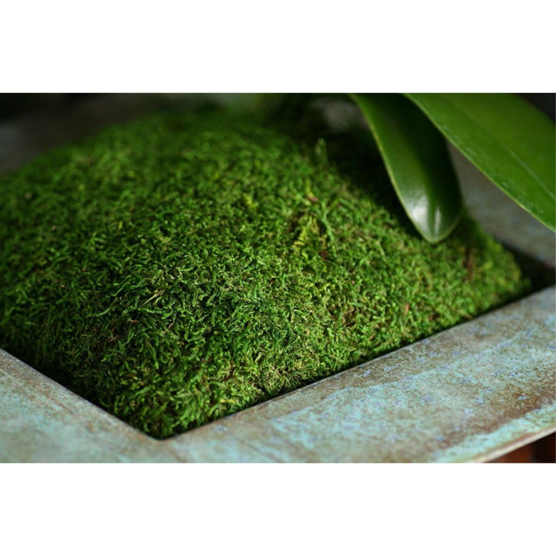 Fresh Green Preserved Sheet Moss for Home Decor Projects