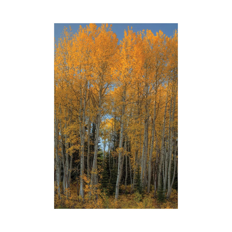Aspen Autumn Flames by Bill Sherrell - Wrapped Canvas Print, 66.04 cm H x 45.72 cm W x 1.91 cm D