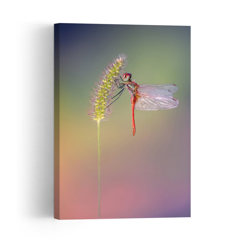Red Dragonfly Perch Colorful Delicate Serene Dragonfly Nature Summer Wall Art Print by Fabrizio Daminelli - Print