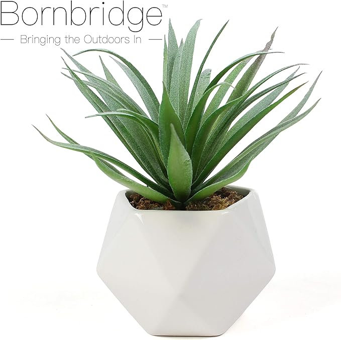 Fausse plante grasse 2,75 po Macroacantha