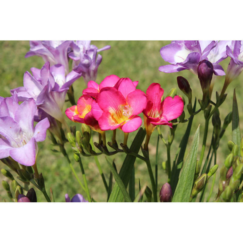 Freesia Flowers - Photographie sur toile tendue, H 8 po x l 12 po