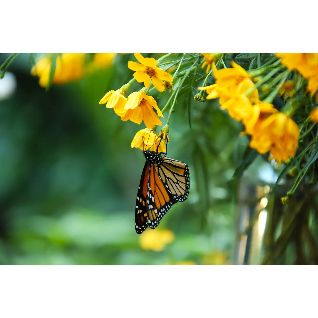 Monarch Schmetterling auf gelben Blumen von Michele Domonkos - Leinwandbild