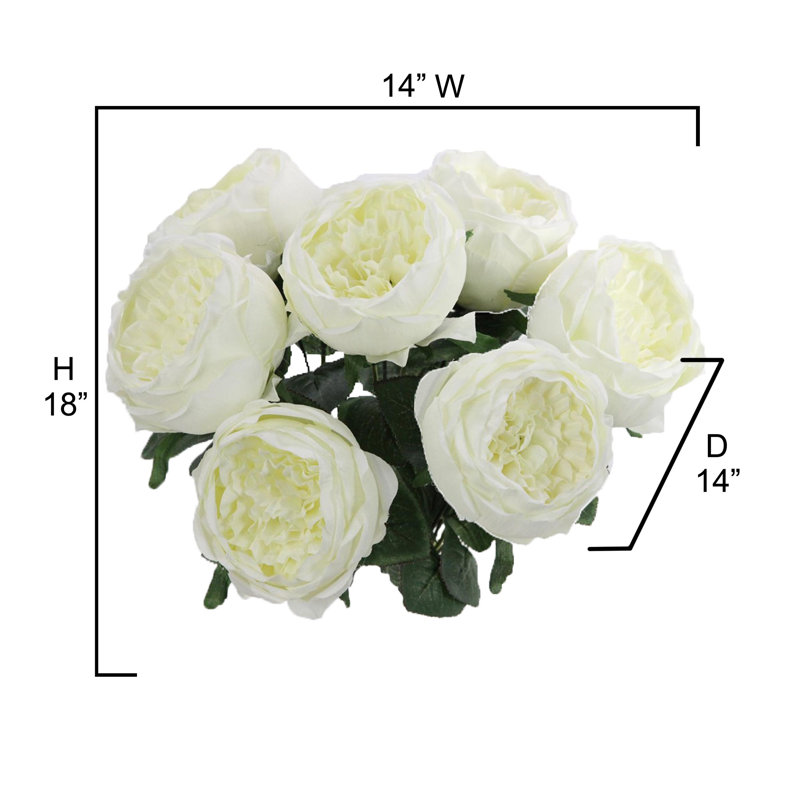 Buisson de roses en pleine floraison, Crème