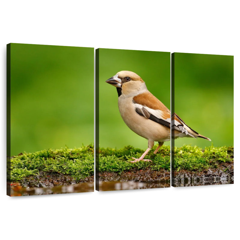 Finch, 28" H x 45" W