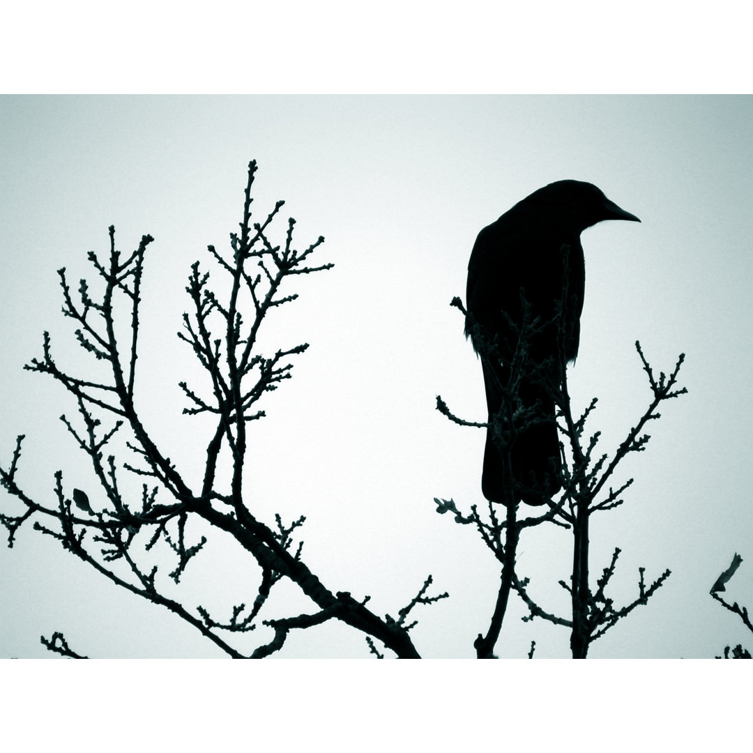 Lone Crow von Kolgt - Druck auf Leinwand ohne Rahmen