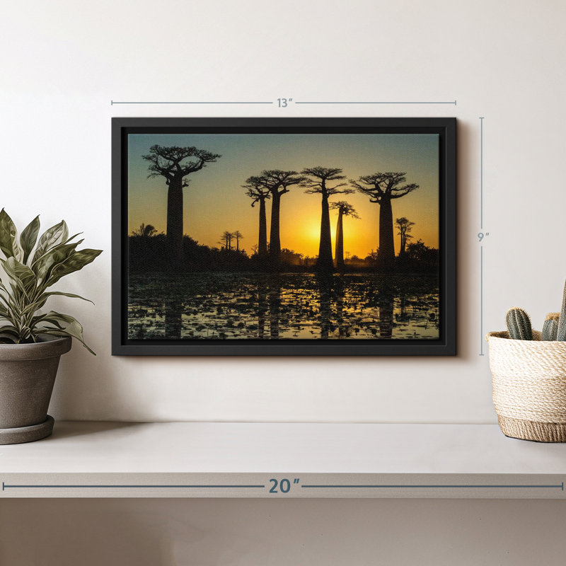 Floral et botanique «Silhouetted Morondava Baobab Trees Print», H 9 po x l 13 po