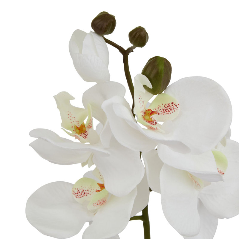 Anastasija Arrangement