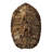 " Tortoise Shell Detail II " by Naomi McCavitt-647445512