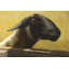 «Young Ram», reproduction sur toile