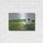 «Sheep In The Meadow» par Phyllis Adams-2079686846