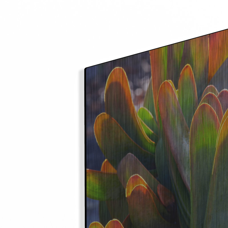 Latitude Run® «Succulents III» par Dennis Frates, art mural en métal, H 12 po x l 16 po