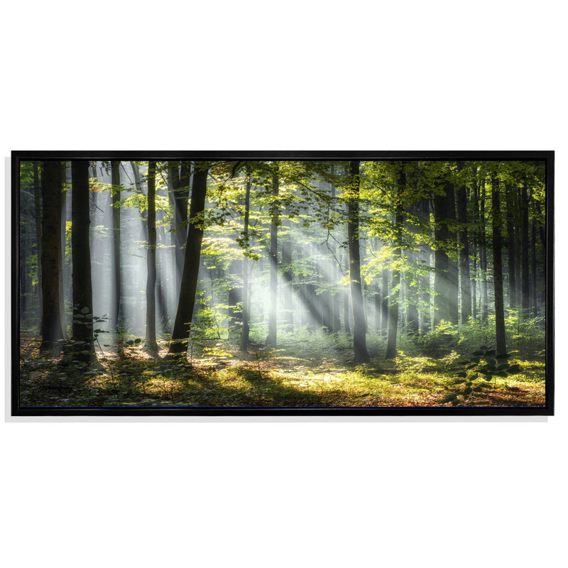 «Sunny Morning Magic Forest III - Forest», reproduction d'art sur toile, H 28 po x l 60 po, Reproduction avec cadre flottant