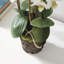 Arrangement floral Stiles Orchids-20036799