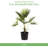 American Plant Exchange Windmill Palm Tree, 10-Inch Pot, Cold-Hardy Landscape Plant, Withstands Down to Zero Degrees F