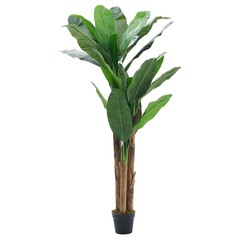 200cm Plant