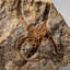 Genuine Ophiuroidea Brittle Star Fossil (2.35 Lbs)