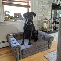 La-Z-Boy Newton Pet Sofa