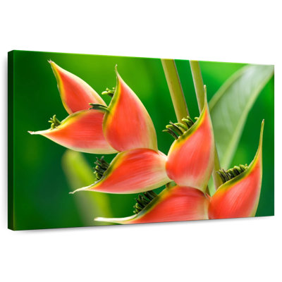 Harnek Heliconia Flower