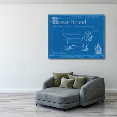 Plan du Basset hound