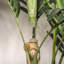Palmier artificiel Golden Cane-1440420324