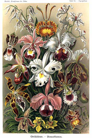 Orchidées par ernst haeckel-impression d’art graphique, H 36 po x l 24 po x P 1,5 po