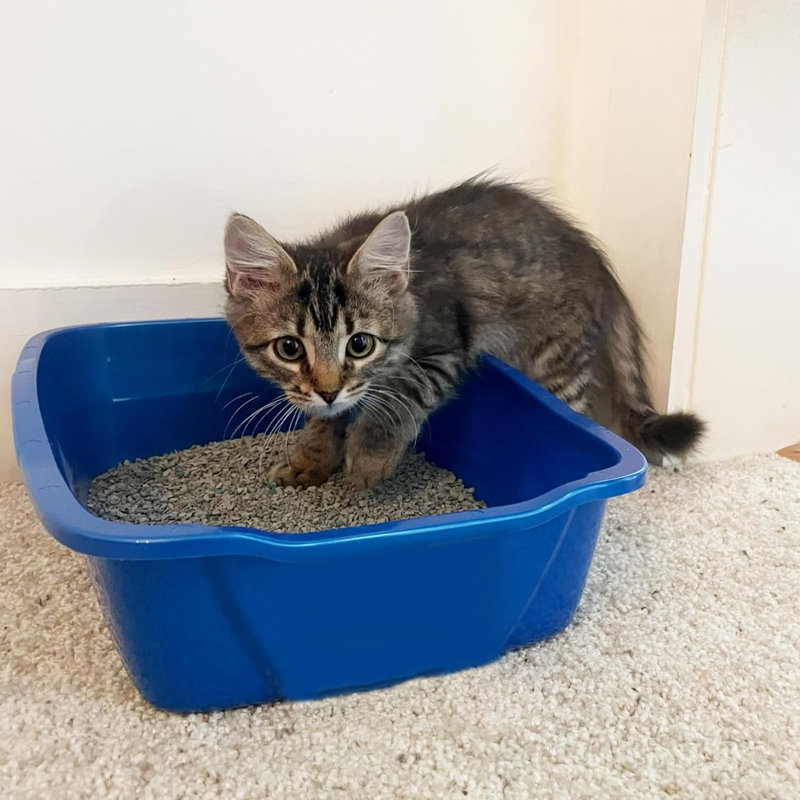 Litière pour chat très petite animaux de compagnie ouverte, taille chaton / lapin, bleu, CP0