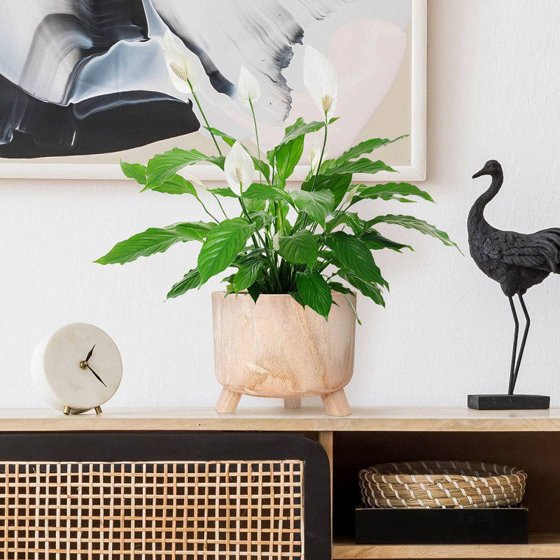 Wood Pot Planter, 21cm H x 28cm W x 28cm D
