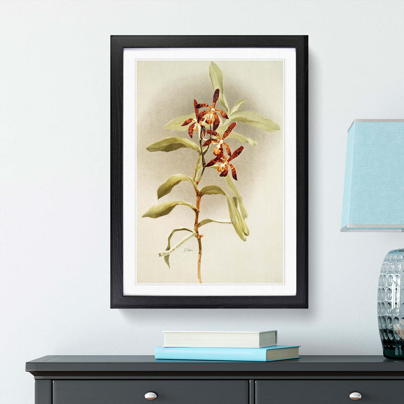 Magnolia Flowers Illustration Tab. 65 by Frederick Sander - Picture Frame Painting Print, 50cm H x 35cm W x 2cm D, Black
