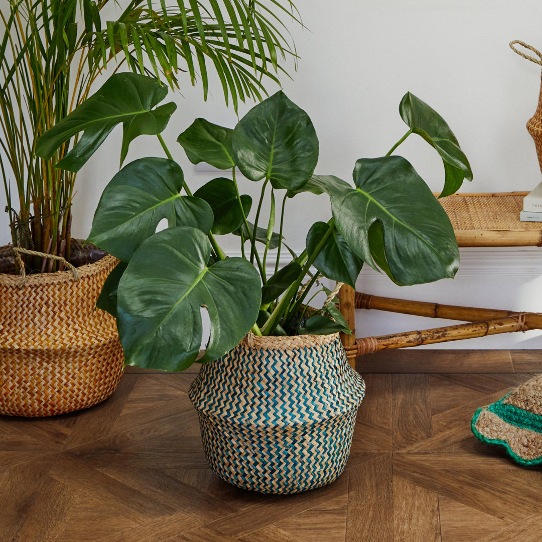 Alezandra Indoor Seagrass Lined Basket Planter