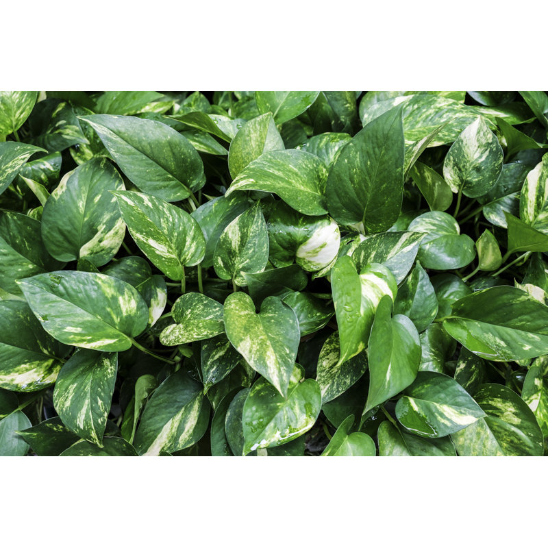 Golden Pothos - Wrapped Canvas Print, 20cm H x 30cm W