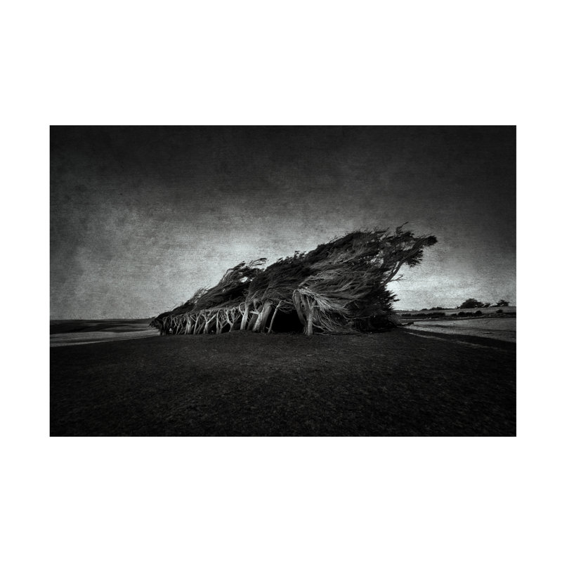 Bolog Graeme Wind Blown Canvas Art, 30" H x 47" W