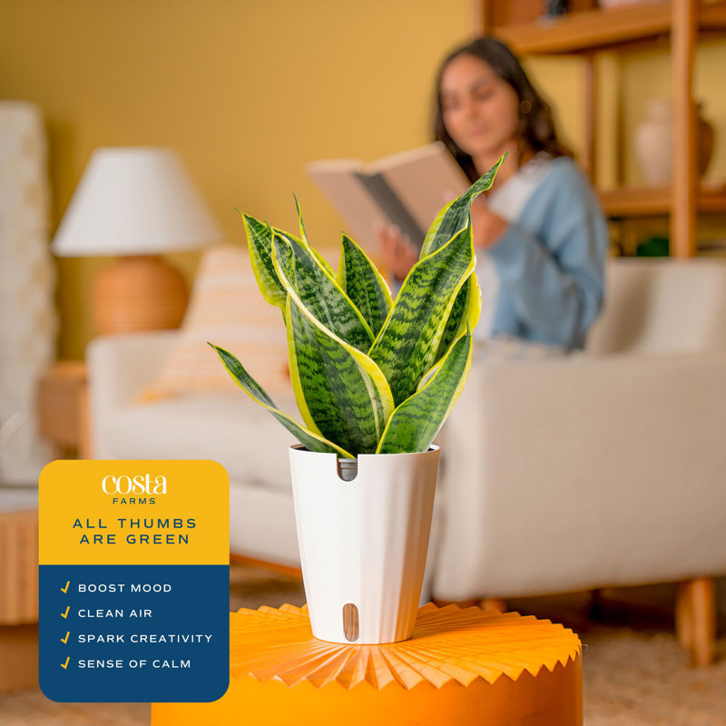 Snake Plant in Planter